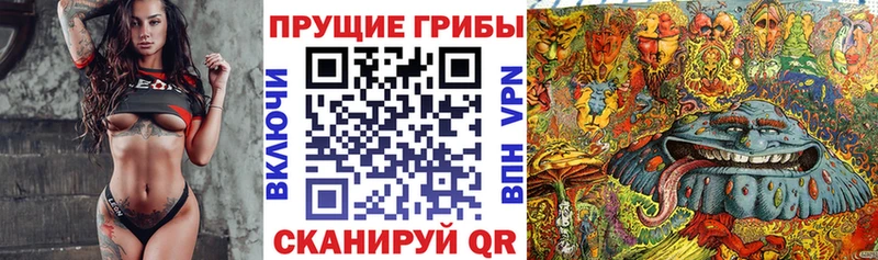как найти   Рыбное  Псилоцибиновые грибы Psilocybine cubensis 